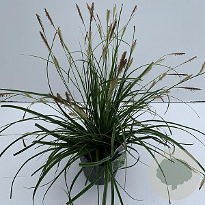 Carex oshim. Evercolor Everlime 35-40 cm 2,0L vierkant