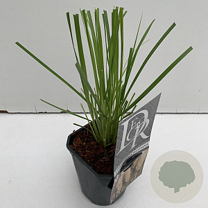 Cortaderia selloana 25-30 cm C1 vierkant