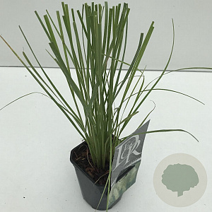 Cortaderia s. 'Pumila' 25-30 cm C1 vierkant