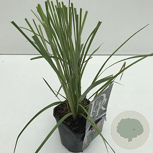 Cortaderia s. 'Rosea' 25-30 cm C1 vierkant