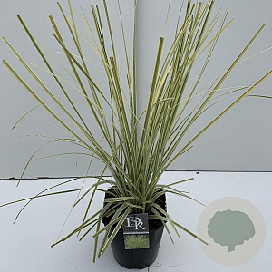 Cortaderia s. 'Splendid Star' 60-65 cm 5,0L vierkant