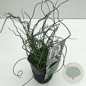 Juncus effusus 'Spiralis' 25-30 cm C1 vierkant