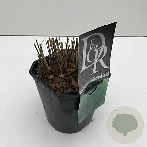 Miscanthus sin. 'Gracillimus' 25-30 cm 2,0L vierkant
