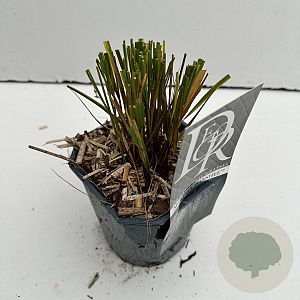 Molinia caerulea 'Banshee' 25-30 cm 2,0L vierkant