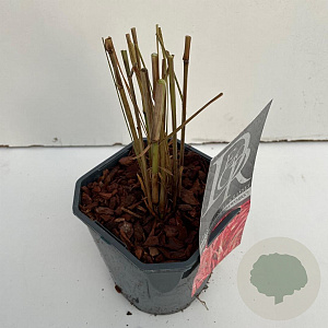 Pennisetum advena 'Fireworks' 45-50 cm 2,0L vierkant