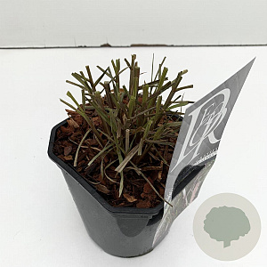 Pennisetum advena 'Summer Samba' 35-40 cm 2,0L vierkant