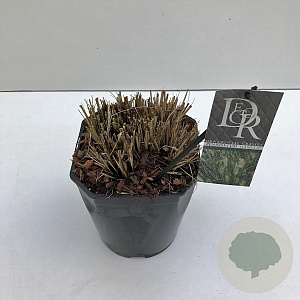 Pennisetum al. 'Hameln' 25-30 cm 5,0L vierkant