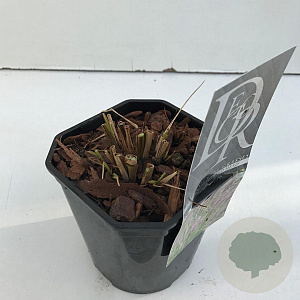 Pennisetum al. 'Redhead' 25-30 cm 2,0L vierkant
