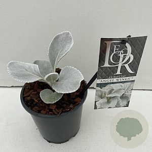 Senecio candicans Angel Wings 25-30 cm P13