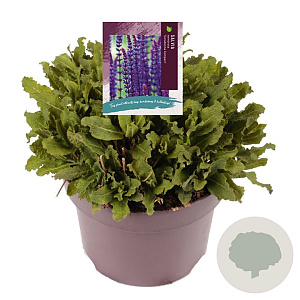 Salvia nem. 'Caradonna Compact' GM C5