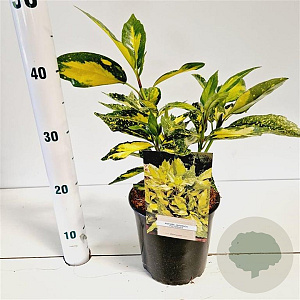 Aucuba jap. 'Picturata' 20-30 cm 2,5L