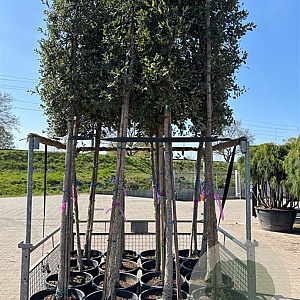 Quercus suber 14-16 HO container 125 cm stam LEIVORM