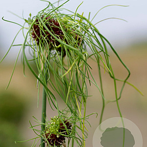 Allium vineale 'Hair' GM P9