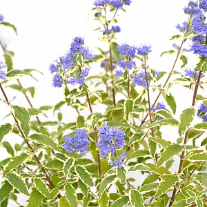 Caryopteris cland. 'White Surprise' 30-40 cm 3,0L