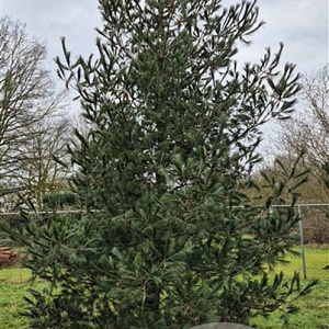 Pinus strobus 400-500 cm cont. 230L meerstammig