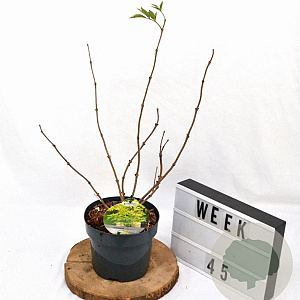 Sambucus nigra Gold Spark 40-50 cm 3,0L