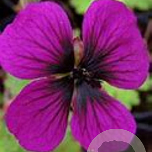 Geranium procurrens 'Sandrine' GM P9