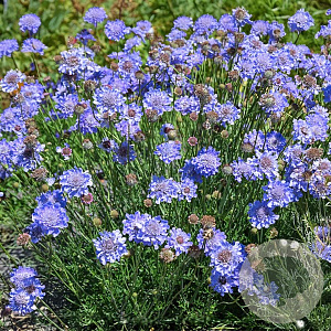 Scabiosa Kudo Blue GM P9