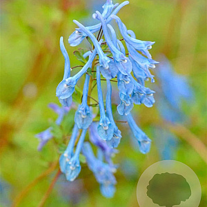 Corydalis 'Tory MP' GM P9
