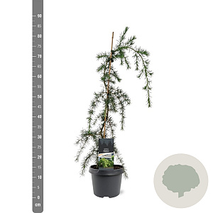 Cedrus deod. 'Pendula' 50-60 cm 3,0L