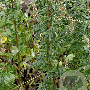 Artemisia vulgaris GM P9