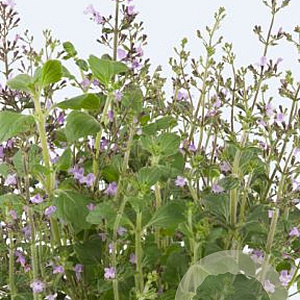 Calamintha n. 'Marvelette Blue' GM P9