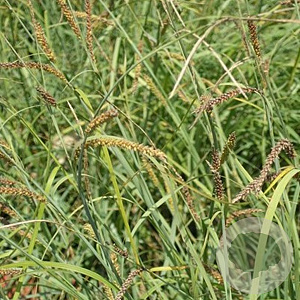 Carex flacca 'Buis' GM P9