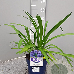 Agapanthus Eydori Blue GM C3