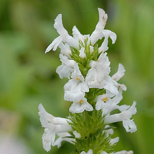 Stachys off. 'Alba' GM P9