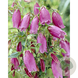 Campanula punc. 'Cherry Bells' GM P9