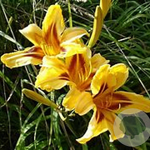 Hemerocallis 'Mikado' GM P9