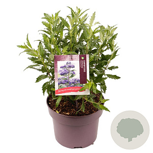 Caryopteris cland. Grand Bleu 25-30 cm 5,0L