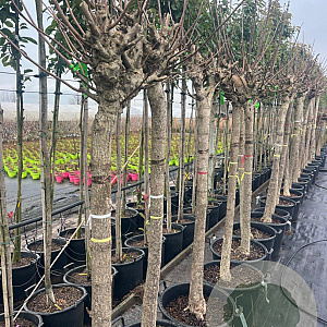 Catalpa bignonioides 'Aurea' 20-25 cm 45L 150 cm stam