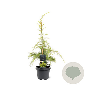 Cedrus deod. 'Aurea' 50-60 cm 3,0L