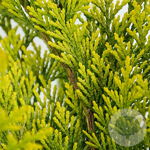Chamaecyparis l. 'Yvonne' 40-50 cm 3,0L