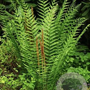 Osmunda cinnamomea GM P9