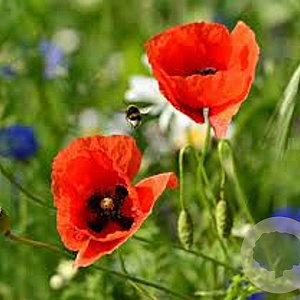 Papaver or. 'Nana Allegro' GM P9