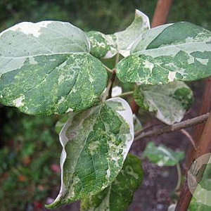 Dregea sinensis 'Variegata' 150-175 cm vierkant rond 5,5L