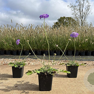 Scabiosa col. 'Butterfly Blue' GM P9