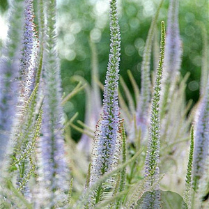 Veronicastrum virg. 'Fascination' GM P9