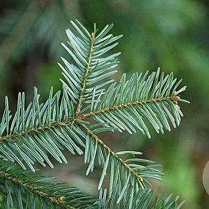 Abies alba 20-30 cm wortelgoed 4-jarig verplante zaailin