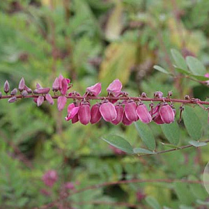 Indigofera howellii 10-15 cm 3,0L