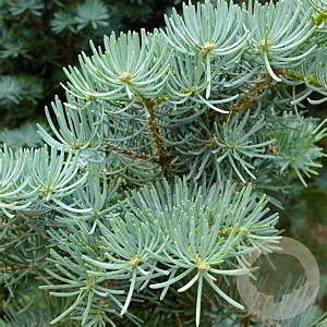 Abies concolor 20-30 cm wortelgoed 4-jarig verplante zaailin