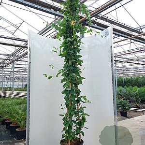Lonicera heckr. 'American Beauty' 150-175 cm vierkant rond 5,5L