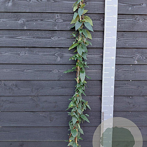 Lonicera similis delavayi 150-175 cm vierkant rond 5,5L