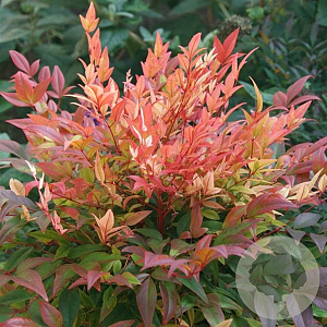 Nandina d. Sunset Boulevard 30-40 cm 5,0L