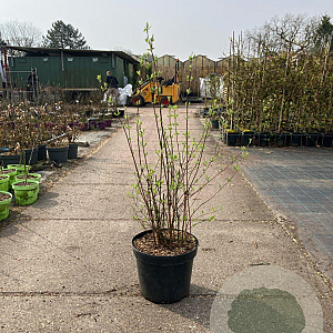 Philadelphus 'Natchez' 60-80 cm 15L solitair