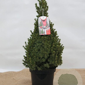 Picea gl. Perfecta 40-50 cm 3,0L