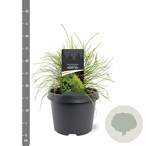 Platycladus or. 'Franky Boy' 25-30 cm 3,5L