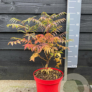 Sorbaria sorbif. Pink Hopi 40-50 cm 5,0L